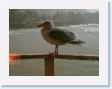 no - seagull wanting OUR breakfast
